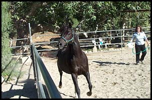 Movement in horses joints.