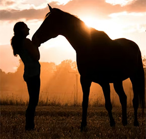 Equine Anhidrosis Prevention and Support