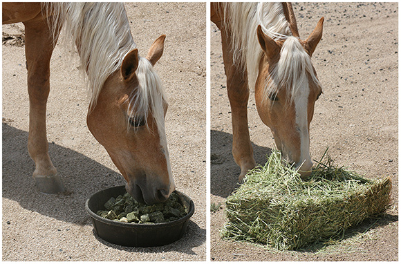 hay cubes alfalfa horses feeding winters horsemanship richard question infohorse