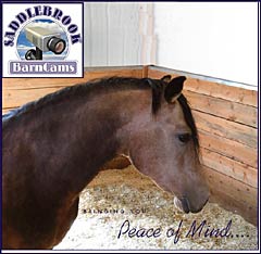 Barn Camera For Horse Barns