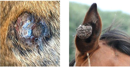How to Treat  Horse Sarcoids 