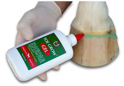 The hoof coronet band  treatmwnt to improve horse hoof growth