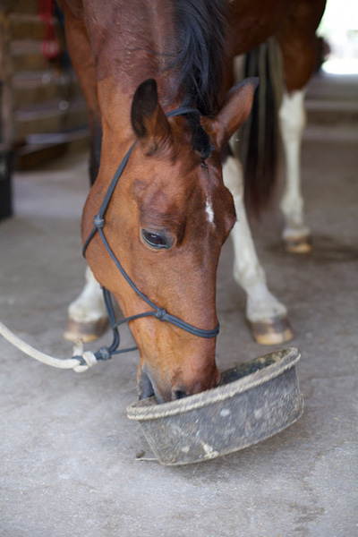 Natural Treatment For Stomach Ulcers In Horses