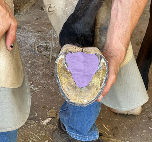 Horse Hoof Puddy