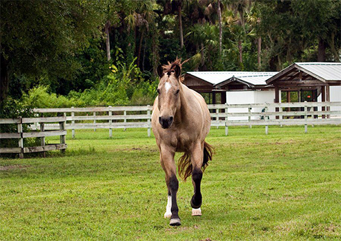 How to Prevent Sore Horse Feet