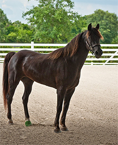 Our forever horse Splendor