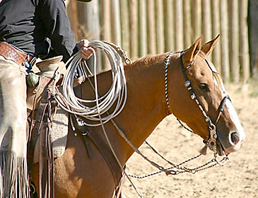 Proper use of bits with horses