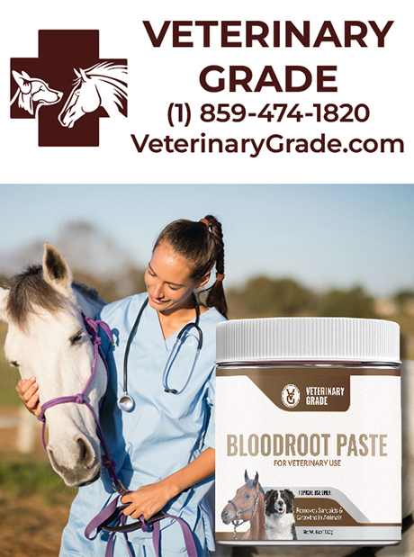 Equine Bloodroot Paste by Veterinary Grade LLC